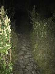 Cuniculus taczanowskii