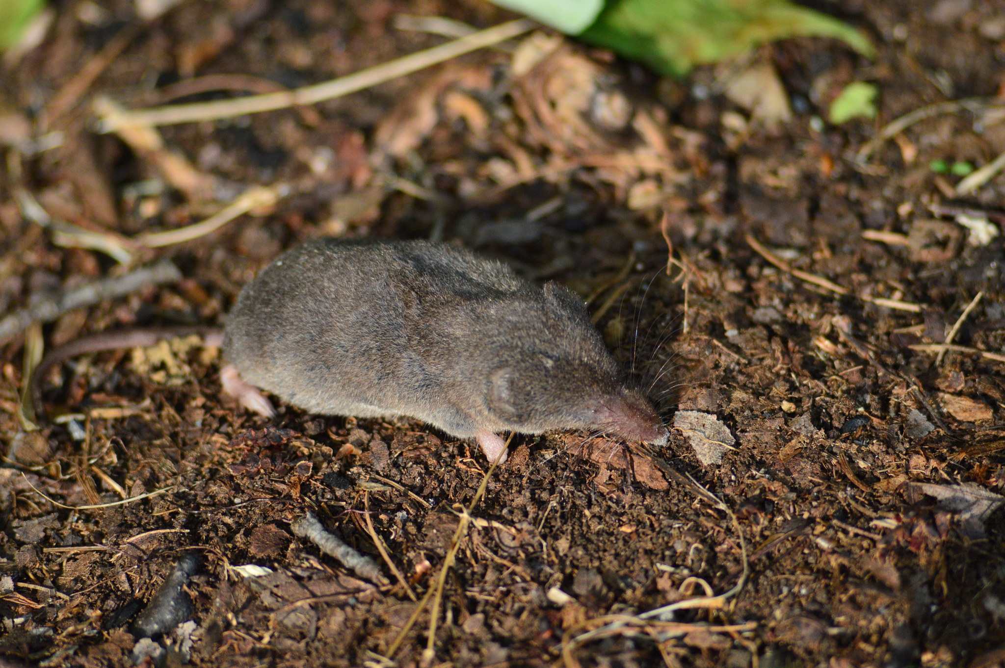 Sorex fumeus G.M.Miller, 1895