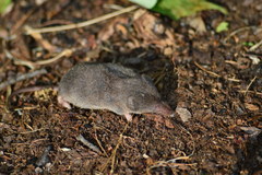 Sorex fumeus