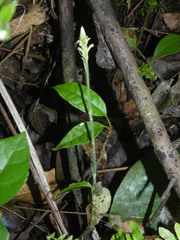 Microchilus hirtellus