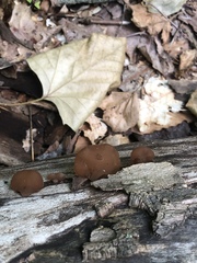 Auricularia