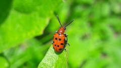 Crioceris duodecimpunctata