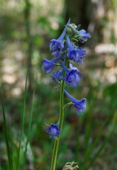 Delphinium fissum