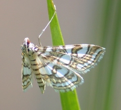 Elophila ekthlipsis
