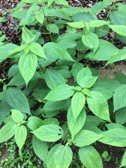 Impatiens parviflora