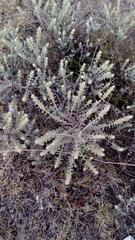 Buddleja scordioides