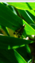 Panorpa meridionalis