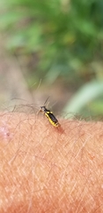 Trypherus latipennis
