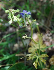 Delphinium fissum
