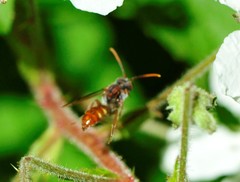 Nomada cuneata
