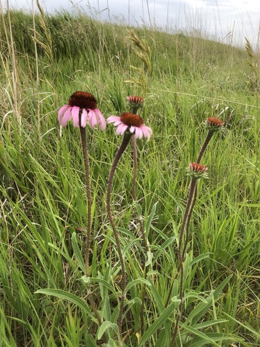 iNaturalist observation 2020-06-18