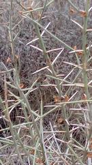 Koeberlinia spinosa