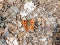 Polygonia faunus