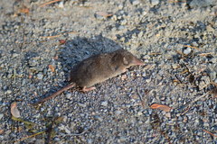 Sorex fumeus