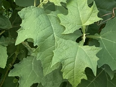 Smallanthus uvedalia
