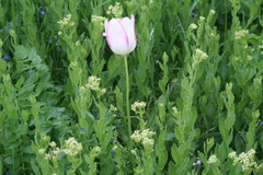 Tulipa gesneriana
