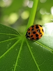 Harmonia axyridis