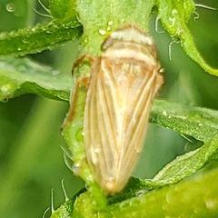 Aphrodinae