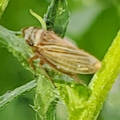 Aphrodinae