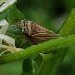 Aphrodinae