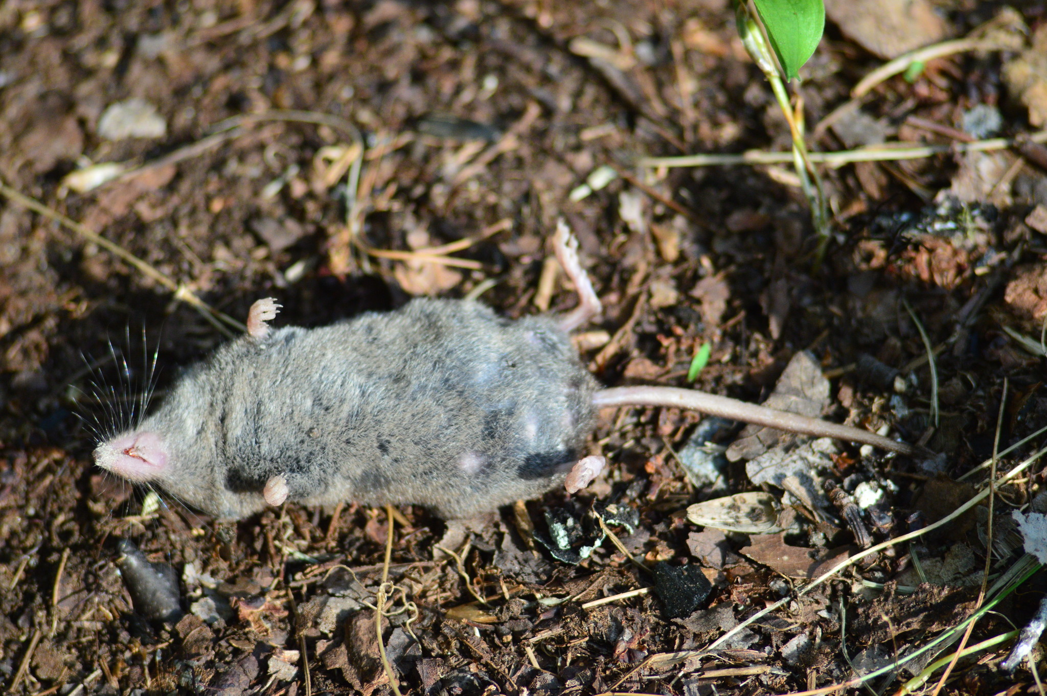 Sorex fumeus G.M.Miller, 1895