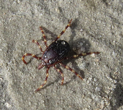 Hyalomma