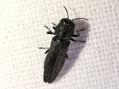 Agrilus lacus
