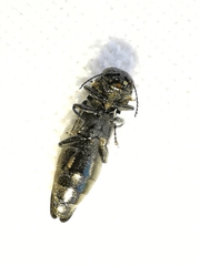 Agrilus lacus