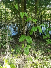 Aristolochia macrophylla