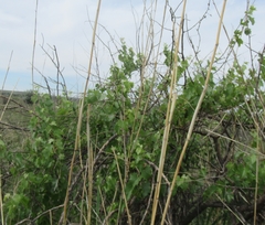 Vitis acerifolia