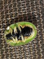 Cassida inquinata