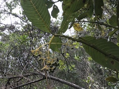 Palicourea lineariflora