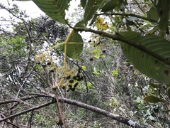 Palicourea lineariflora