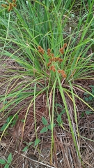 Image of Cyperus ligularis