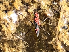 Limnochares aquatica