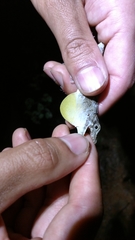 Anolis longitibialis specuum