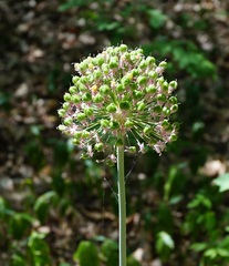 Allium decipiens quercetorum