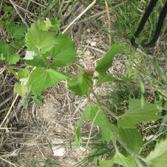 Vitis acerifolia