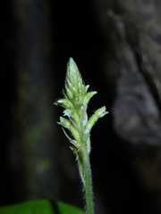 Microchilus hirtellus