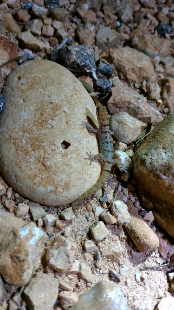 Barahona Limestone Sphaero