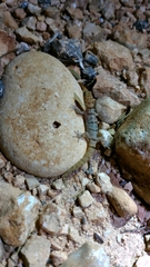 Sphaerodactylus thompsoni