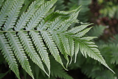 Leptogramma mollissima