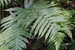 Leptogramma mollissima