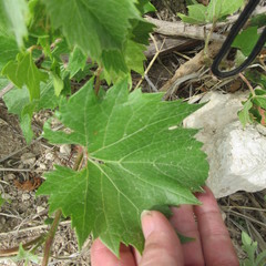Vitis acerifolia