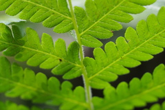 Leptogramma mollissima