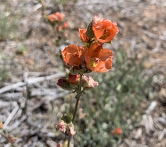Sphaeralcea rusbyi
