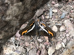 Adelpha corcyra corcyra