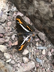 Adelpha corcyra corcyra