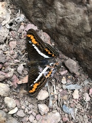 Adelpha corcyra corcyra