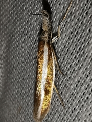 Pleurota aristella